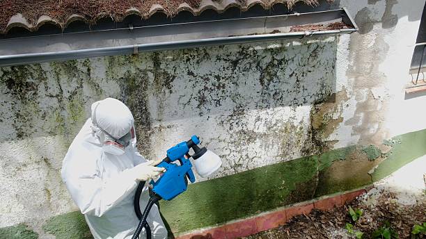 Top rated local Basement Mold Remediation specialists in Gardners, PA